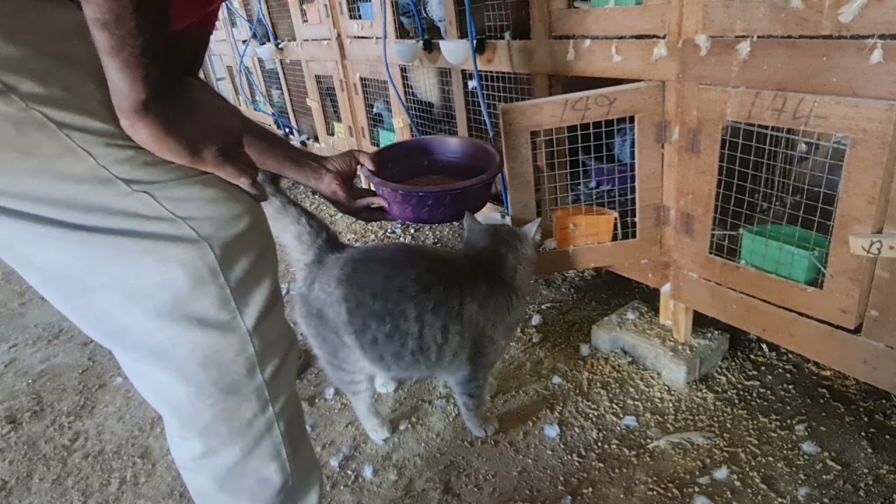 حلقة مشروع الحمام الزاجل والخصوصي والكلس الاصلي مجرب من عدة سنوات وكيف تعرف النثيه والذكر وهم ٢٤ يوم