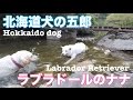 北海道犬の五郎とラブラドールのナナ Hokkaido Dog and Labrador