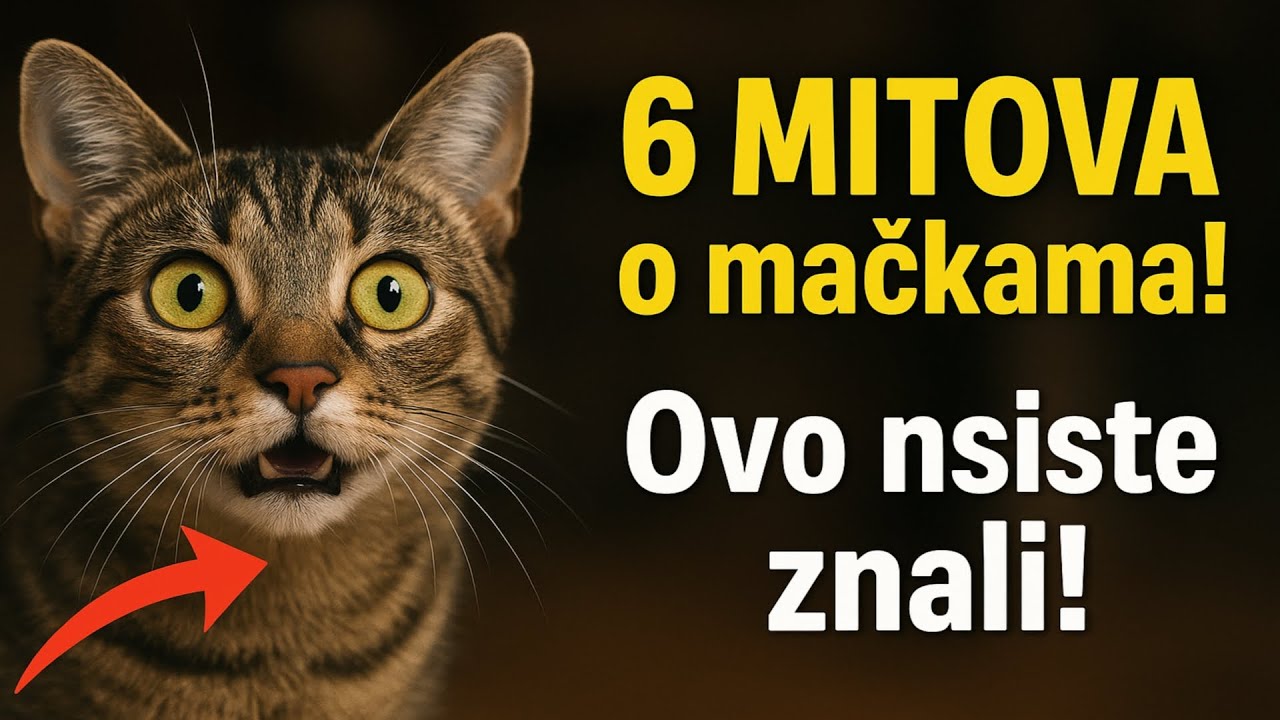 Prede li vaša mačka? Nije to ono što mislite da jest (i drugi mitovi o mačkama)