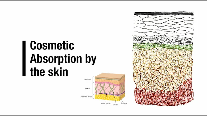 Cosmetic Absorption by the Skin - DayDayNews