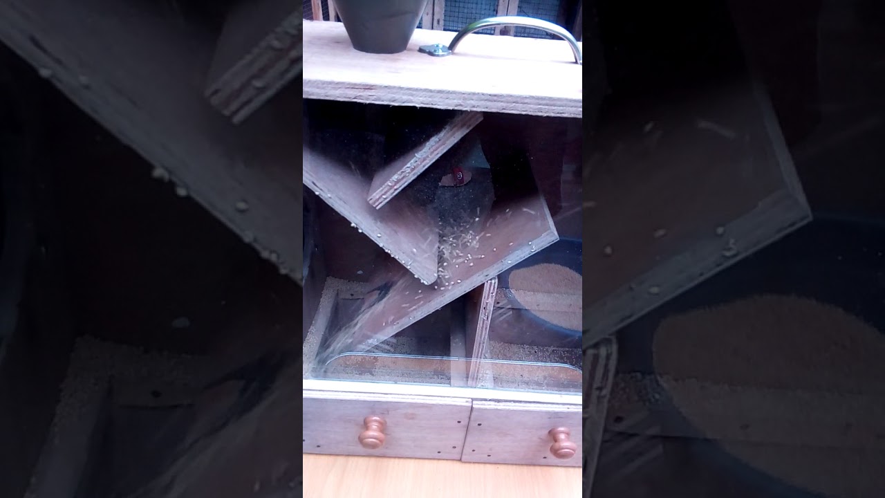 Homemade seed blower (ponce mini aviary) YouTube