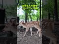 お母さんの後をついて行く子鹿