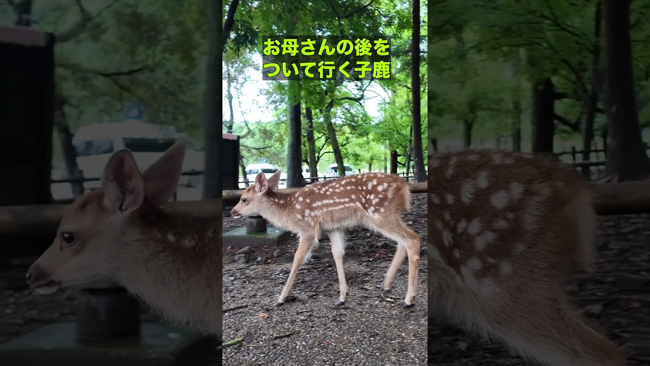 お母さんの後をついて行く子鹿