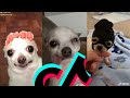 Most Amazing Chihuahua TikTok Compilation | Dogs Of TikTok