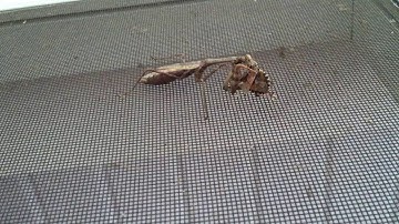 Praying Mantis eating Stink Bug