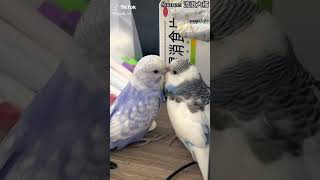 The Lovebirds Are Truly In Love