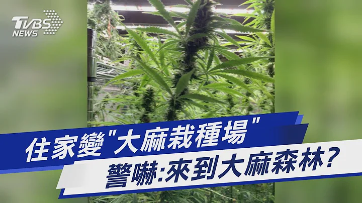 住家變「大麻栽種場」 警嚇:來到大麻森林?｜TVBS新聞@TVBSNEWS01 - 天天要聞