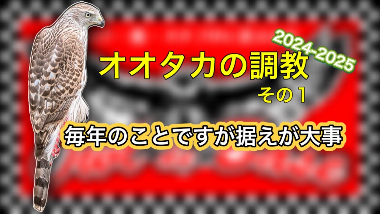 グレーオオタカの調教その1 - Hawk training part1 - YouTube