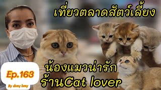 เที่ยวตลาดสัตว์เลี้ยง Ep.163|น้องแมวน่ารัก ร้าน Cat lover|#ตลาดจตุจักร #catlover #Chatuchakmarket