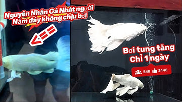 Sai Lầm Nghiêm Trọng Của Người Mới Nuôi Cá Chép Phi Tần Hay Gặp - Cá Nằm Đáy Không Bơi.