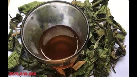 HỎI ĐÁP: NGƯỜI BÌNH THƯỜNG UỐNG CÂY XẠ ĐEN ĐƯỢC KHÔNG? - 0976.836.586