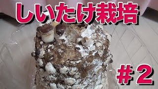しいたけがもう生えてきた（｀・ω・） #2/6 シイタケセット 1月10日