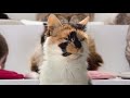 Youtube works 2019 best longterm effectiveness whiskas  amv bbdo