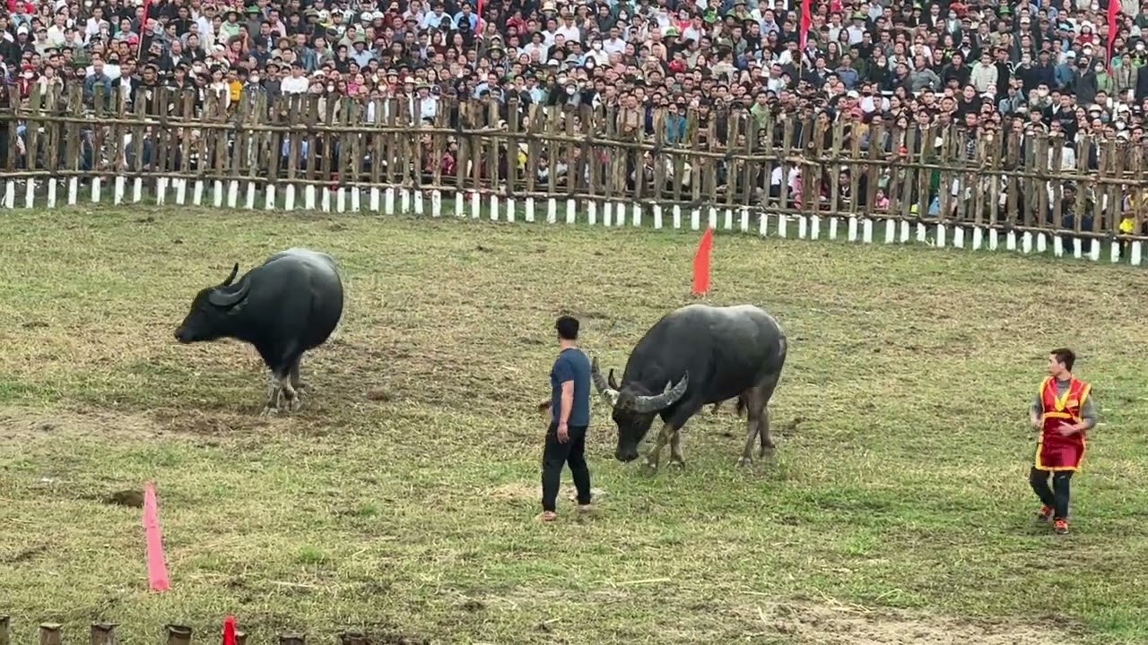 Trận 17 ngày 17 âm lịch chọi trâu hải lựu 2026 trâu 15vs18