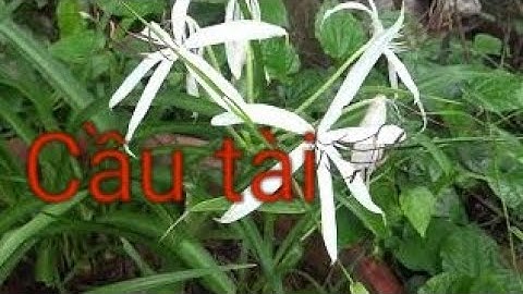 cây ngải cầu tài , cây ngải phong thủy , ngải làm bùa yêu , ngải gọi khách