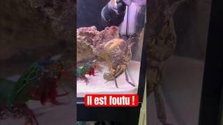 Une CREVETTE qui TAPE à 80￼km/h ?! 🫪 #animal #animaux #insolite #fish