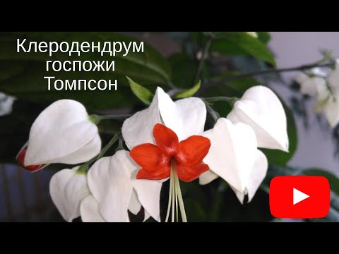 Клеродендрум цветёт как бешеный❗️❗️❗️