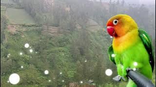🔴 Audio Masteran Lovebird | Mengenali Suara-suara Imitasi yang Disukai