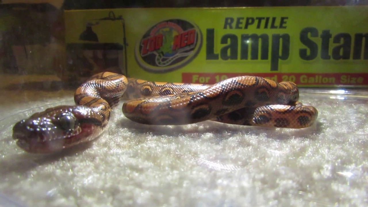 Brazilian Rainbow Boa feeding timelapsed - YouTube