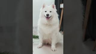 Are Samoyeds Good With Other Dog Breeds?