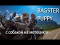 Обзор сумки Bagster PUPPY tankbag. Перевозка животных на мотоцикле.