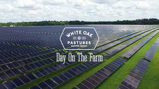 Day on the Farm: Solar Grazing