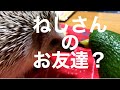 ハリネズミねじはじめてのお友達？