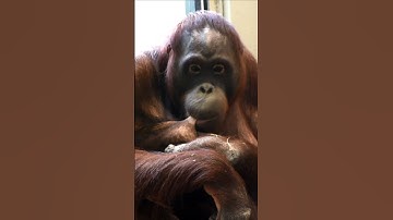 Sari the Orangutan