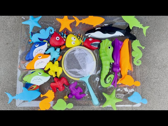 Pool Party Play Toys! Sea Horse, Squid, Sharks, Starfish, Ducks,  Water Toys In The Pool class=