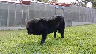 Tibetan Mastiff by ZDB Kennel 221 views 2 years ago 33 seconds