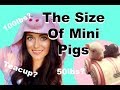 How Big Are My Mini Pigs??