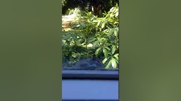 Matrix Squirrel