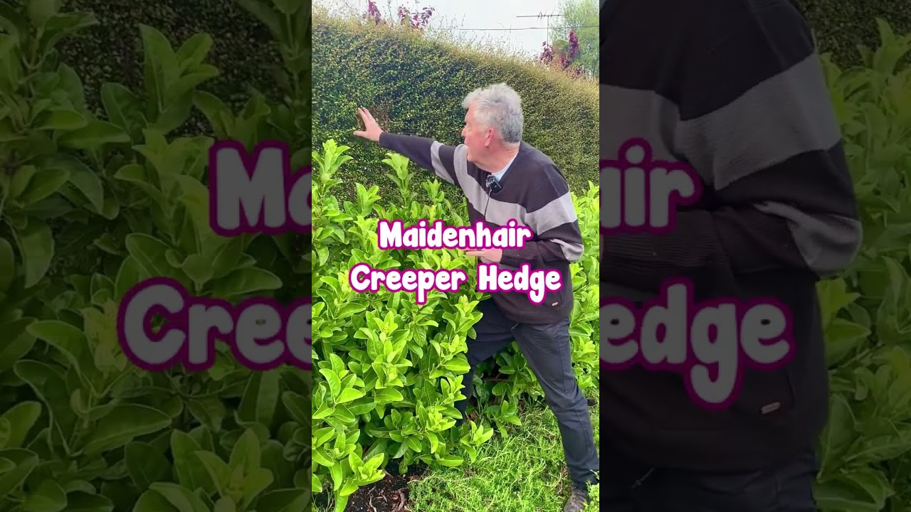 Нужна срочная уединенность? Посадите живую изгородь из калины.