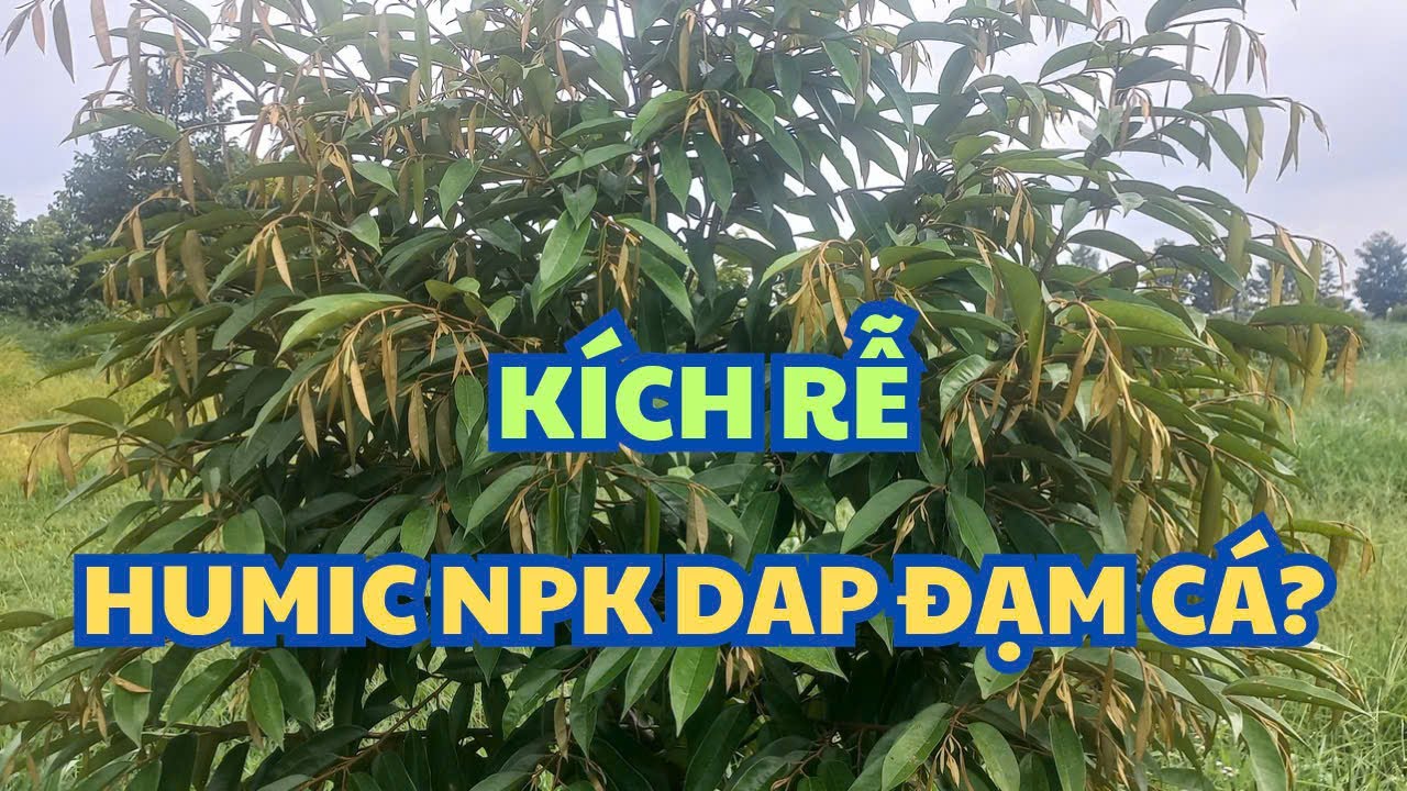Cách chọn loại phân bón kích rễ giúp sầu riêng đi cơi đều vườn?