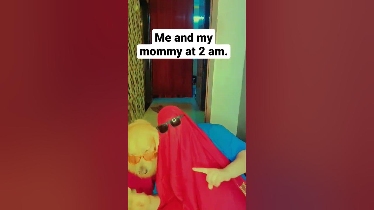 vibing with mommy 😅😅#shorts #shortsvideo #plasta #goldenretriever #