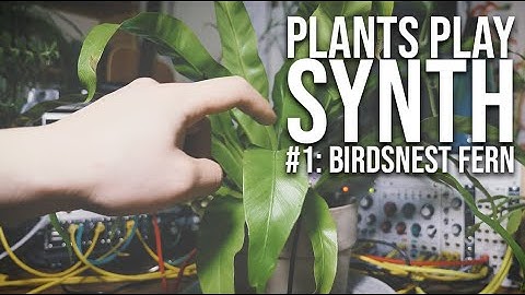plants play synth 1: birdsnest fern | relaxing eurorack ambient | rings+clouds | generative modular