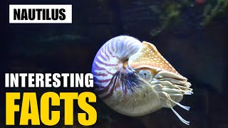 Exploring the Fascinating World of  Nautilus | Interesting Facts | The Beast World