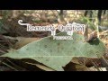 Video de San Pedro Quiatoni