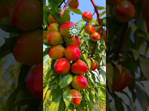 सुभान अल्लाह #islamicshorts #trending  #viralshorts #ytshorts