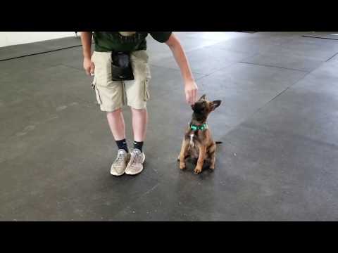 inka,-k9-unleashed,-family-protection-dog-for-sale,-belgian-malinois-for-sale