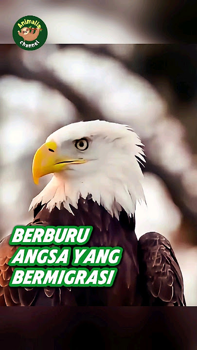 Elang Botak memangsa angsa #birds #eagle #wildlife