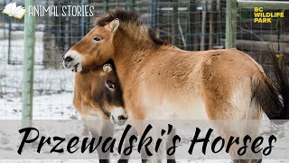 Przewalski's Horses by BC Wildlife Park Kamloops 332 views 9 months ago 3 minutes, 13 seconds