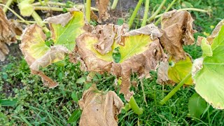 The Burnt Leaves Update