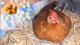 Criação De Garnizé Começando Minha Criação.