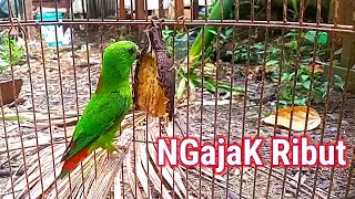 Bunyi Serindit Ngajak Ribut | serindit gacor | Pancingan Ampuh