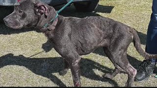 Laurens County animal shelter closed down by Georgia state agency