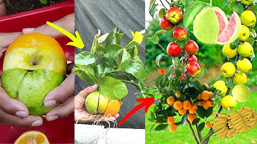 How to grow guava apple and orange tree You will be surprised to learn this technique @garden
