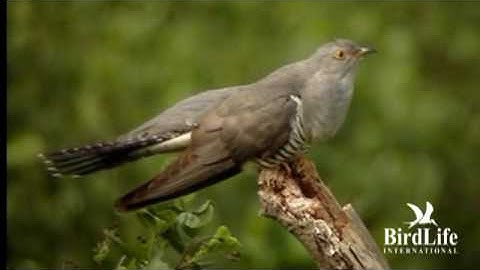 BirdLife April Fool - Cuck-who? Amazing new call caught on video