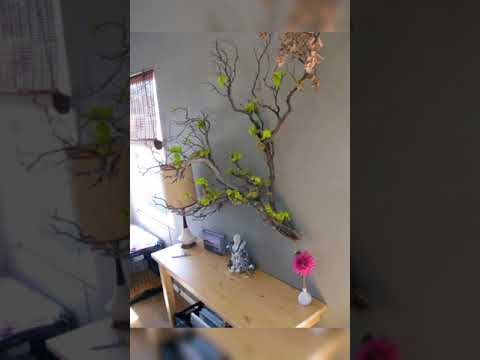 ვიდეო: ხე კედელზე. ინტერიერის ორიგინალური იდეები