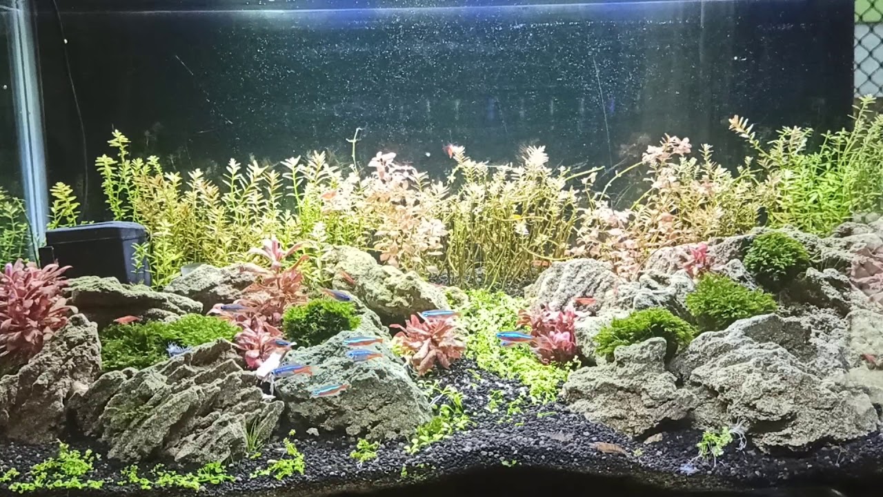 Video Aquascape untuk Pemula YouTube